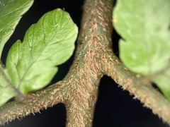 Ctenitis subglandulosa