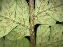 Ctenitis subglandulosa