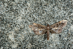 Hydriris