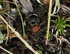 Ephutomorpha australasiae