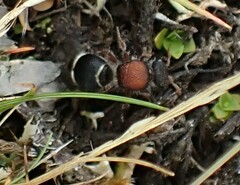 Ephutomorpha australasiae