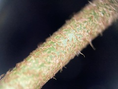 Ctenitis subglandulosa