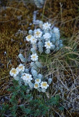 Leucogenes grandiceps