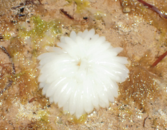 Sepioteuthis australis