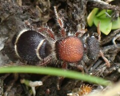 Ephutomorpha australasiae