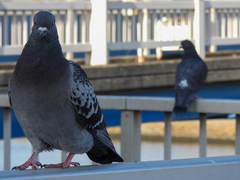 Columba livia domestica