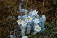 Leucogenes grandiceps