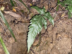 Tectaria subtriphylla