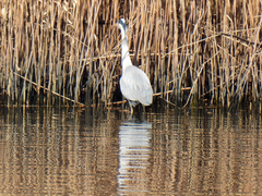 Ardea cinerea