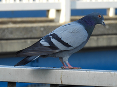 Columba livia domestica