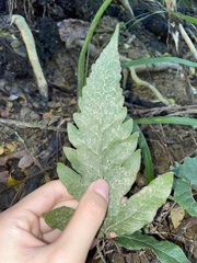 Tectaria subtriphylla