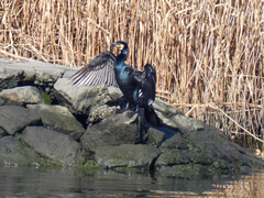 Phalacrocorax carbo