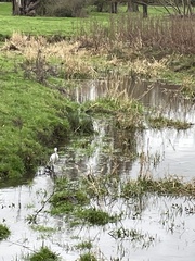 Egretta garzetta