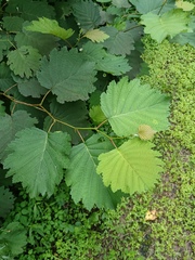 Alnus hirsuta