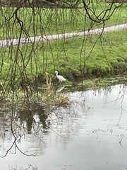Egretta garzetta