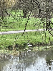 Egretta garzetta