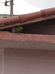 Psittacara leucophthalmus