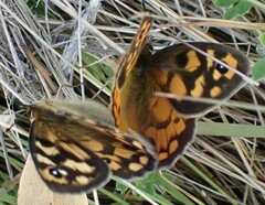 Heteronympha penelope