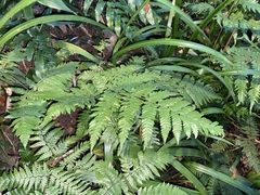 Ctenitis subglandulosa