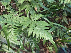 Ctenitis subglandulosa