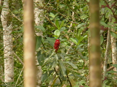 Costus spiralis