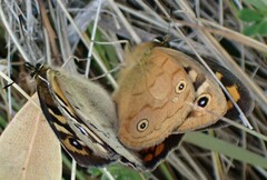 Heteronympha penelope
