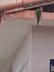 Psittacara leucophthalmus