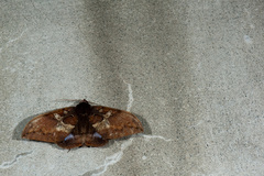 Ischyja ferrifracta