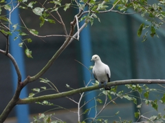 Ducula bicolor