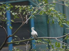 Ducula bicolor