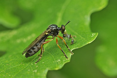 Dioctria cothurnata