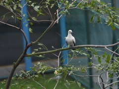 Ducula bicolor