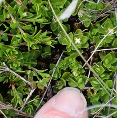 Schizacme montana
