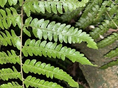 Microlepia krameri