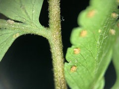 Microlepia krameri
