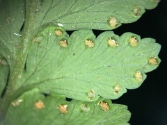 Microlepia krameri