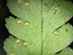 Microlepia krameri