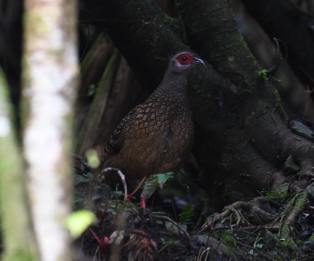 Swinhoe's Pheasant