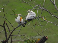 Ducula bicolor