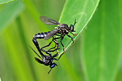 Dioctria atricapilla