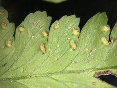 Microlepia krameri