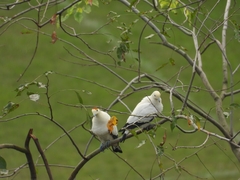 Ducula bicolor