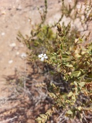 Lyperia