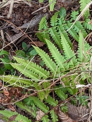 Osmunda claytoniana