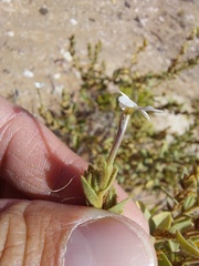 Lyperia