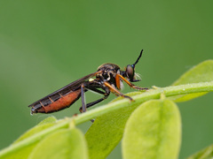 Dioctria rufipes