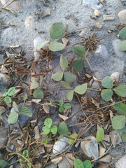 Cajanus scarabaeoides