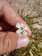 Lyperia
