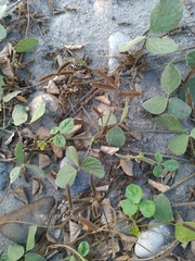 Cajanus scarabaeoides