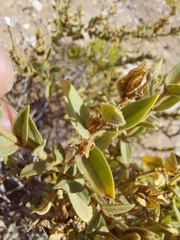 Lyperia
